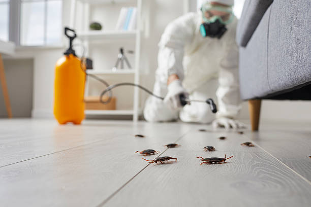Commercial Kitchen Cockroach Control in Bay